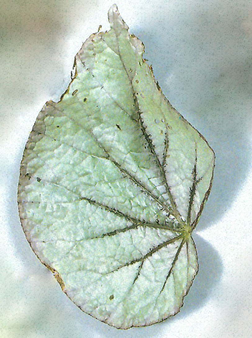 B. ‘Ginsekai’